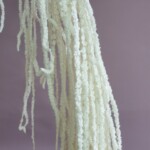 Амарант стабилизированный белый