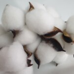 Хлопок на ветке белый