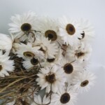 Сухоцвет "Роданте (гелиптерум) Менглса" белый