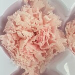 Гвоздика стабилизированная нежно-розовая