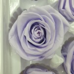 Роза классическая стабилизированная светло-сиреневая