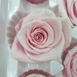 Роза классическая стабилизированная розовая