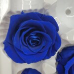 Роза классическая стабилизированная синяя