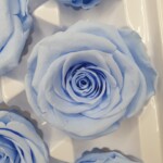 Роза классическая стабилизированная голубая