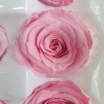 Роза классическая стабилизированная розовая