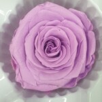 Роза классическая стабилизированная фуксия