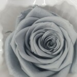 Роза классическая стабилизированная серая
