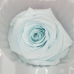Роза классическая стабилизированная светло-голубая