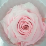 Роза классическая стабилизированная барби розовая