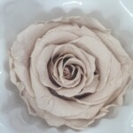 Роза классическая стабилизированная пыльно-бежевая