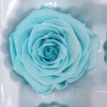 Роза классическая стабилизированная светлый тифани