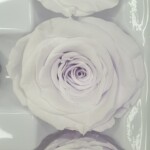 Роза классическая стабилизированная светло-сиреневая
