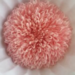 Хризантема пинг-понг стабилизированная, бордо