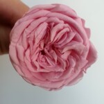 Роза пионовидная стабилизированная розовая