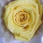 Роза классическая стабилизированная лимонно-желтая