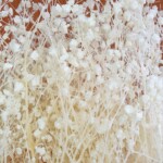 Гипсофила стабилизированная белая