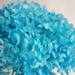 Гортензия стабилизированная, бирюза