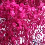 Гипсофила стабилизированная бордово-малиновая