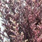 Кермек стабилизированный бордово-белый