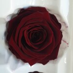 Роза классическая стабилизированная бурый