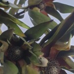 Леукодендрон стабилизированный зеленый длиннолистный