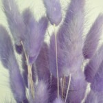 Лагурус сухоцвет фиолетовый