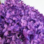 Гортензия стабилизированная, фиолетовая