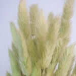 Лагурус сухоцвет фисташковый