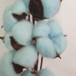 Хлопок на ветке голубой