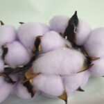 Хлопок на ветке сиреневый