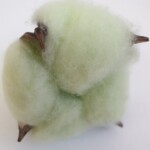 Коробочка хлопка зеленая