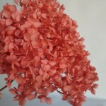 Гортензия стабилизированная, коралловая