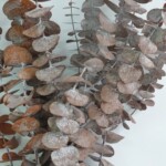 Эвкалипт стабилизированный (бейби блю) красно-коричневый