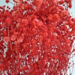 Гипсофила стабилизированная морская волна