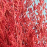 Кермек стабилизированный красный