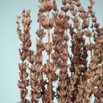 Лаванда стабилизированная красная