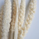 Сетария сухоцвет молочный