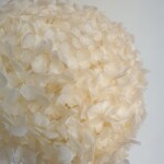 Гортензия стабилизированная, молочная