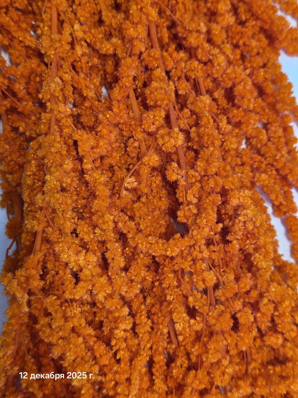 оранж1 Амарант стабилизированный оранжевый — изображение 1