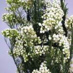 Озотамнус стабилизированный натуральный