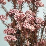 Озотамнус стабилизированный розовый