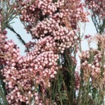 Озотамнус стабилизированный розово-бордовый