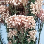 Озотамнус стабилизированный светло-розовый