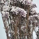 Озотамнус стабилизированный светло-сиреневый