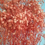 Гипсофила стабилизированная персик