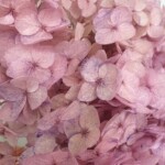 Гортензия стабилизированная пыльно-сиреневая