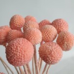 Краспедия  стабилизированная розовая