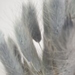 Лагурус сухоцвет серый