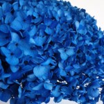 Гортензия стабилизированная, синяя