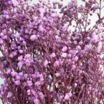 Гипсофила стабилизированная сирень